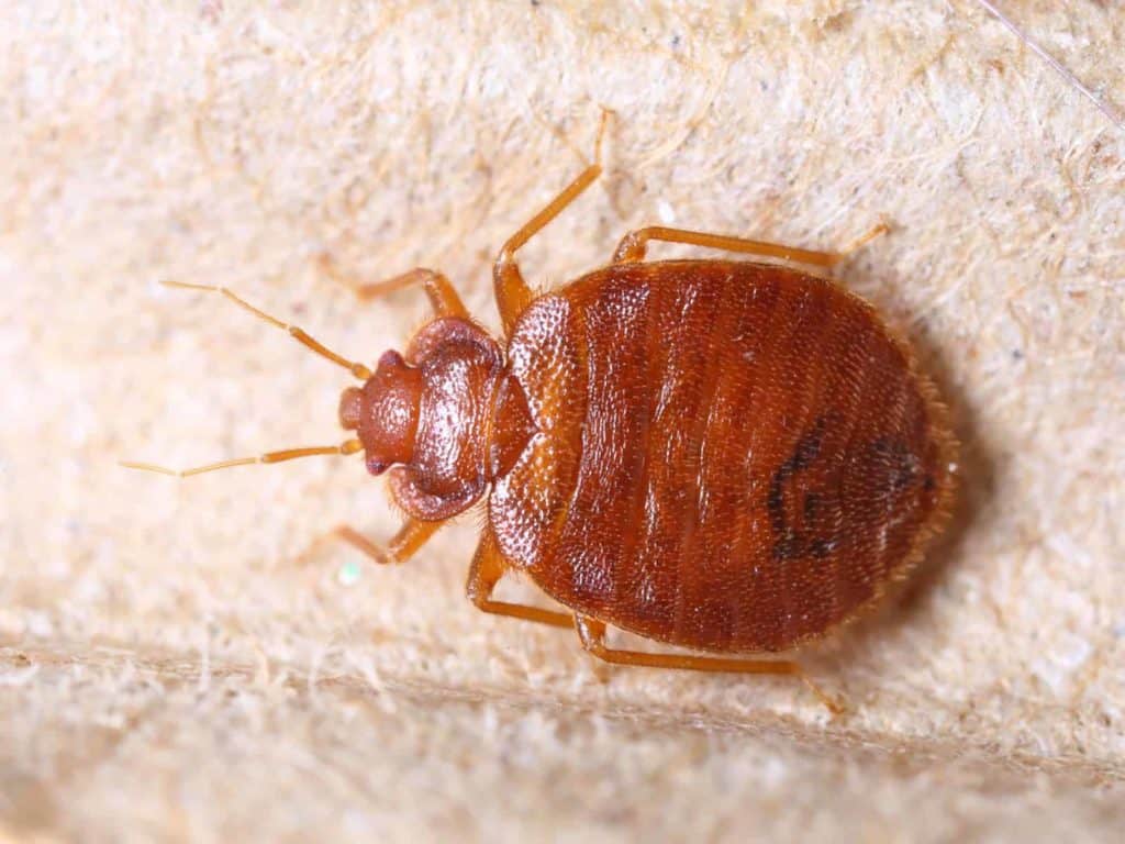 What does a bed bug look like