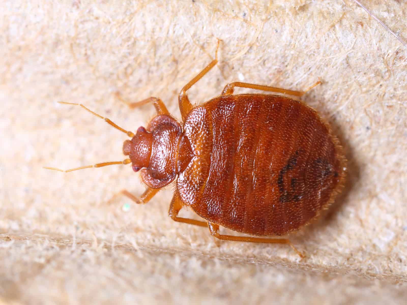 How To Avoid Bed Bugs In Hostels